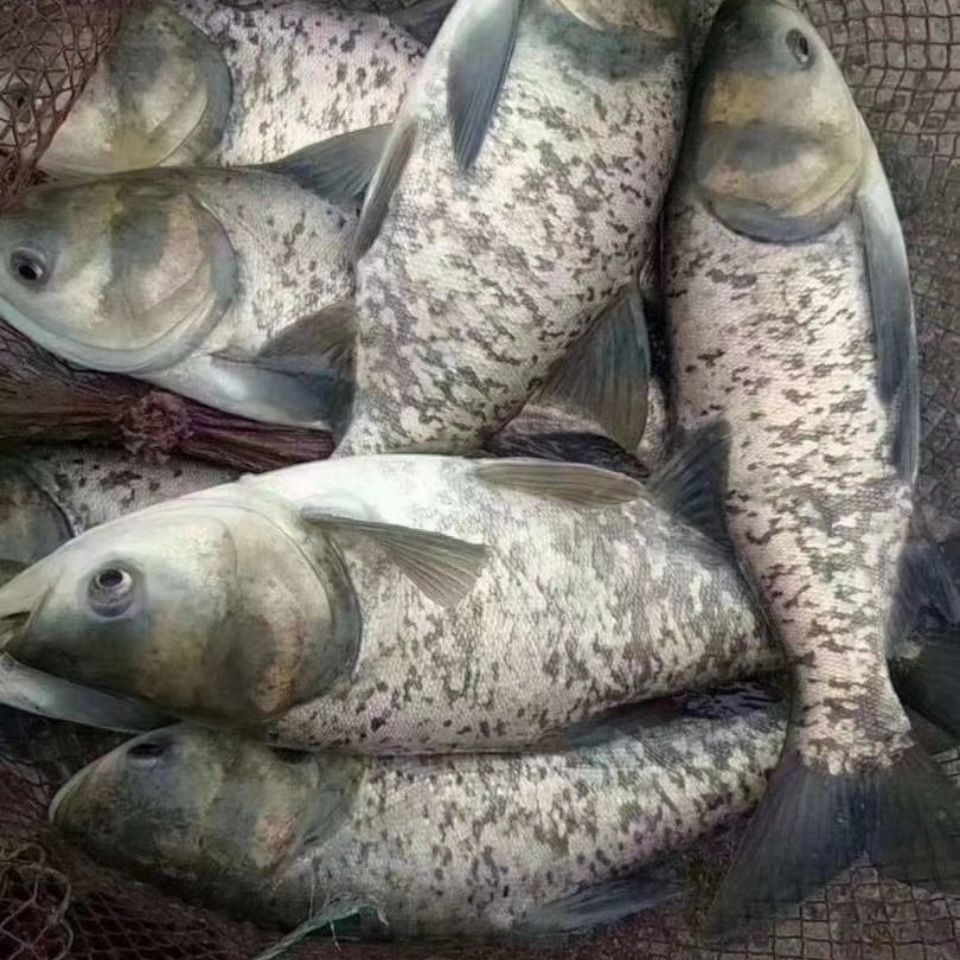 花鲢鱼大头鱼胖头鱼鲢鳙鱼活体包邮包活