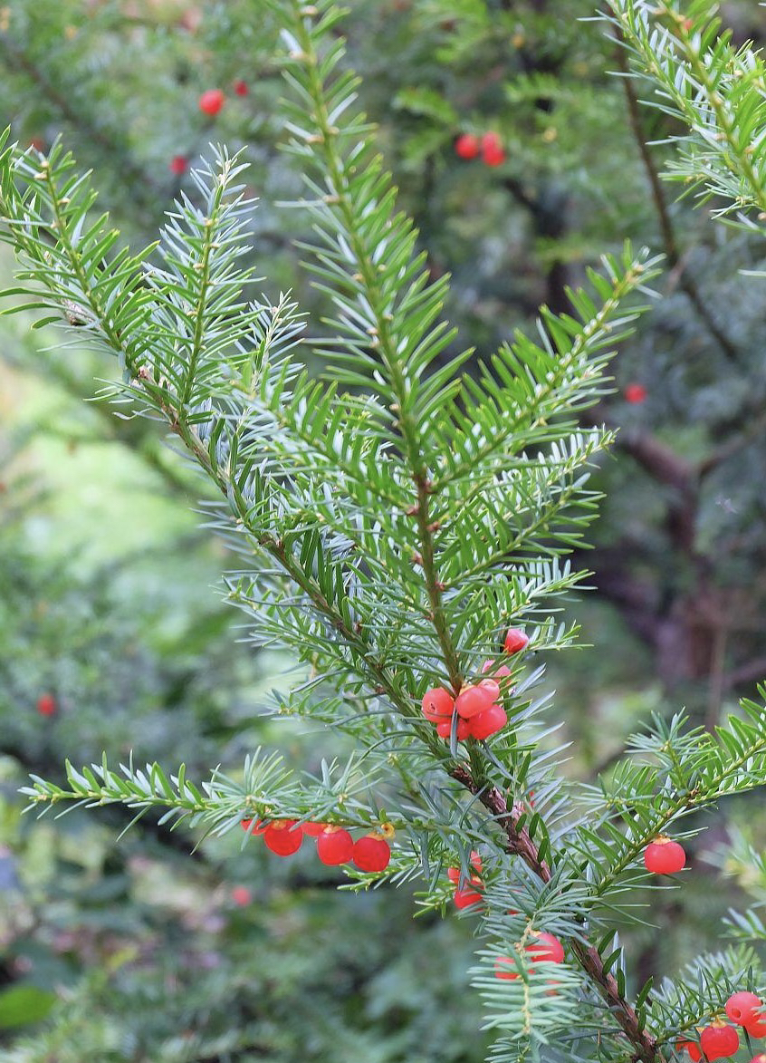 基地直销云南红豆杉苗小树苗庭院阳台盆栽植物