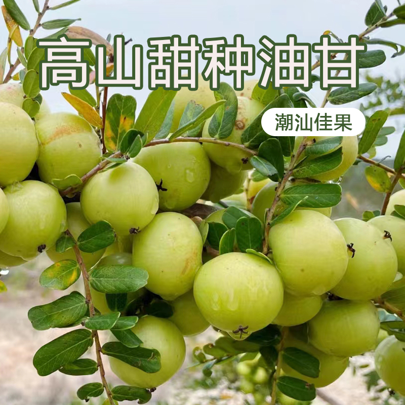 潮汕油甘果新鲜采摘现发柿饼甜种油甘橄榄余甘子生吃煲汤榨汁500g