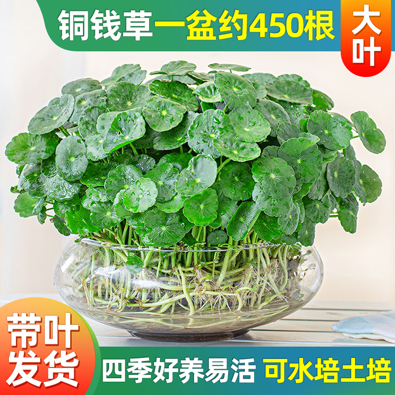 铜钱草水培植物室内阳台庭院桌面金钱草绿植盆栽四季常青净化空气