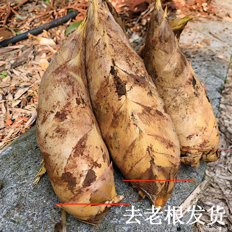 贵州赤水新鲜现挖楠竹笋冬笋、天然无污染美味又健康应季蔬菜