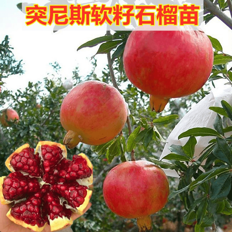 石榴树树苗特大突尼斯软籽石榴苗树南北方种盆栽地栽庭院果树果苗