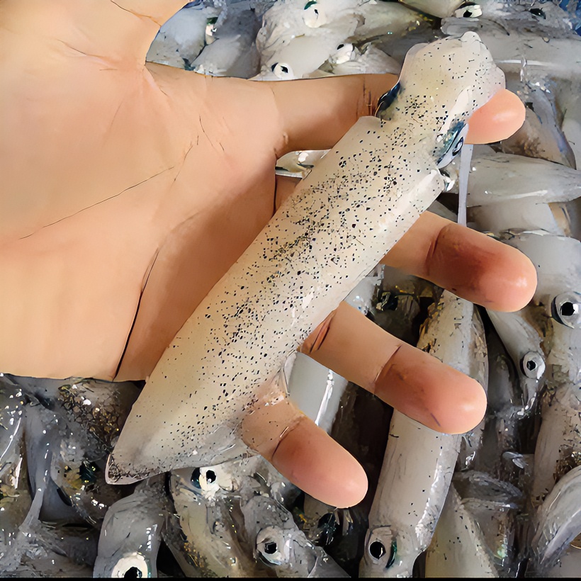 新鲜速冻鲜嫩笔管鱼海兔子 小管 鱿鱼4斤-6斤捕捞冷链营养 海捕