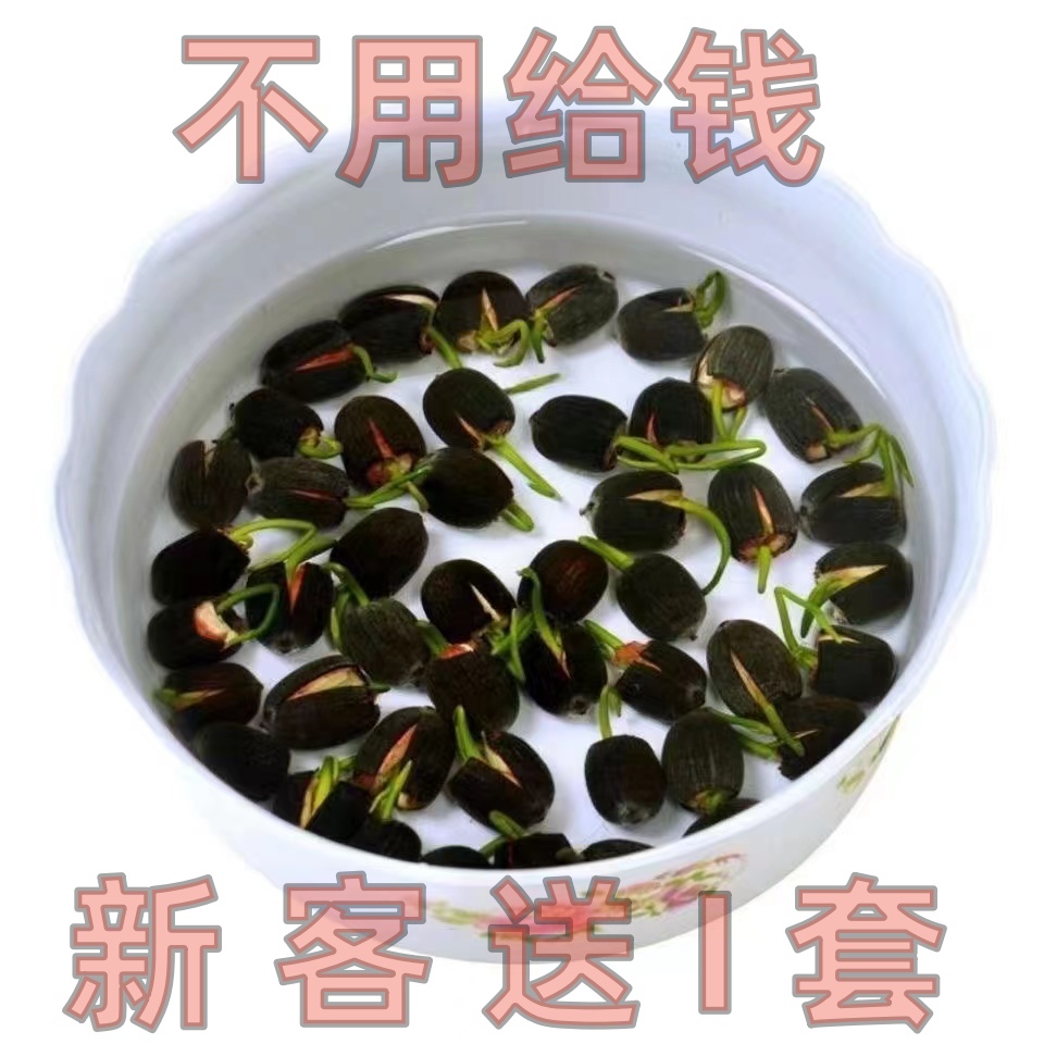 【水培碗莲】碗莲种四季开花水培水养绿植睡莲荷花无土盆栽花卉种植