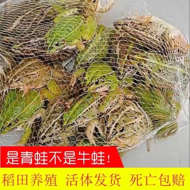 【包活到家】青蛙鲜活稻田青蛙新鲜田鸡稻田蛙包活烧烤食材散养食用