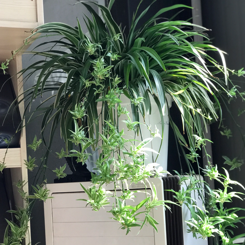 精品带盆金边吊兰爆根开花植物盆栽基地好养耐活水培土培净化空气