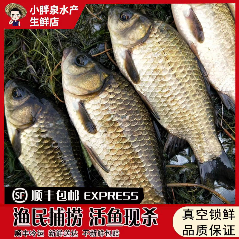 小胖泉微山湖野生鲫鱼 新鲜鱼去鳞去鳃去内脏净重2.4斤 400g*3袋