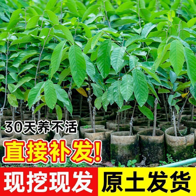 正宗释迦果苗树嫁接台湾凤梨释迦南方种植释迦番荔枝释迦摩尼果苗