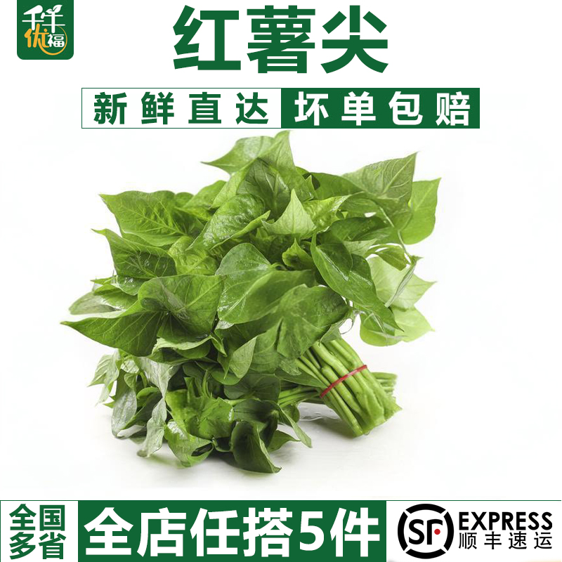 红薯叶新鲜专吃叶子地瓜叶嫩尖农家自种食用番薯叶苕尖天然蔬菜