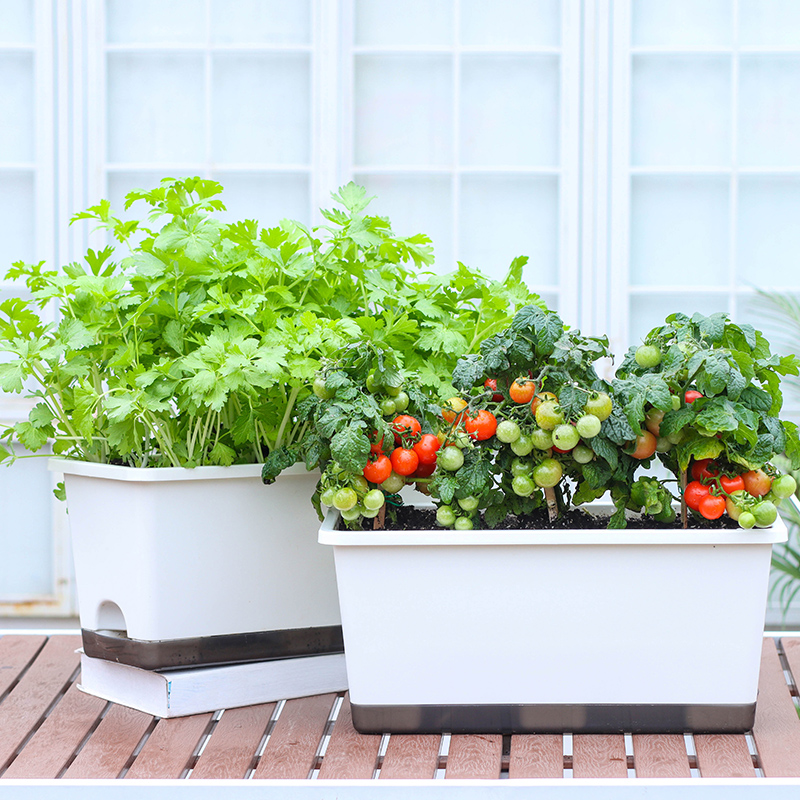 香菜花盆阳台长方形简约储水透气家庭户外霍伦阳台长方形大花盆