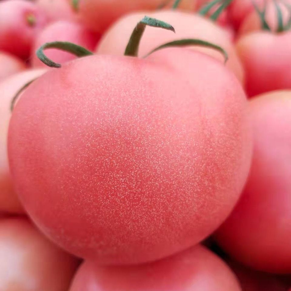 大粉番茄种子早熟老品种毛粉西红柿春夏秋季播农家水果蔬庭院