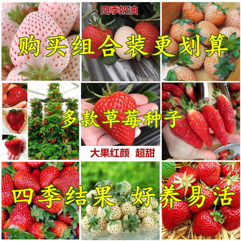 草莓种子籽甜奶油草莓籽室内外盆栽四季播家用易活水果蔬菜种籽