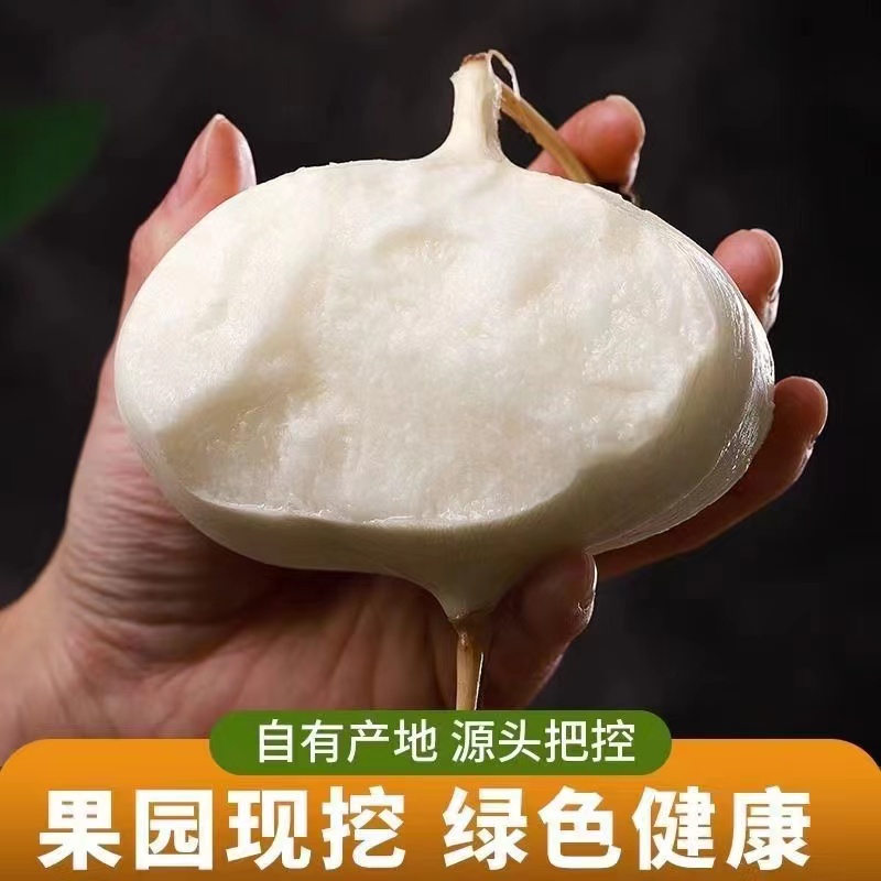 贵州地萝卜农家自种新鲜现挖现发低糖水果 凉薯白地瓜3.5.8斤