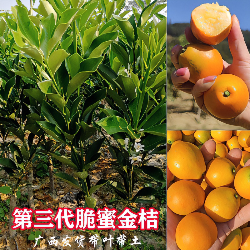 广西第三代脆蜜大果金桔树苗脆皮金桔四代大叶滑皮嫁接苗发货带土