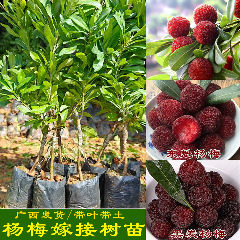 杨梅树苗早熟东魁杨梅大黑炭杨梅正宗嫁接苗盆栽地栽阳台果树苗