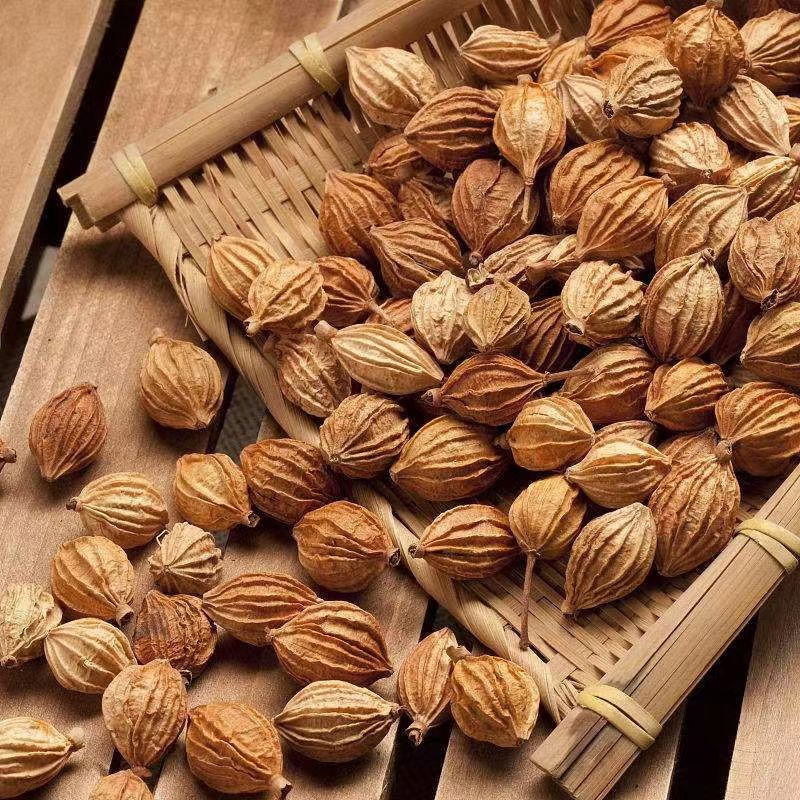 正品四川香砂仁香砂优质川砂新货香砂砂仁卤肉炖肉调料香料无硫