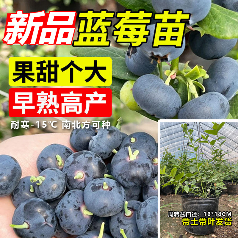 蓝莓树果苗带果蓝莓苗盆栽果树苗当年结果南北方种植兔眼特大阳台