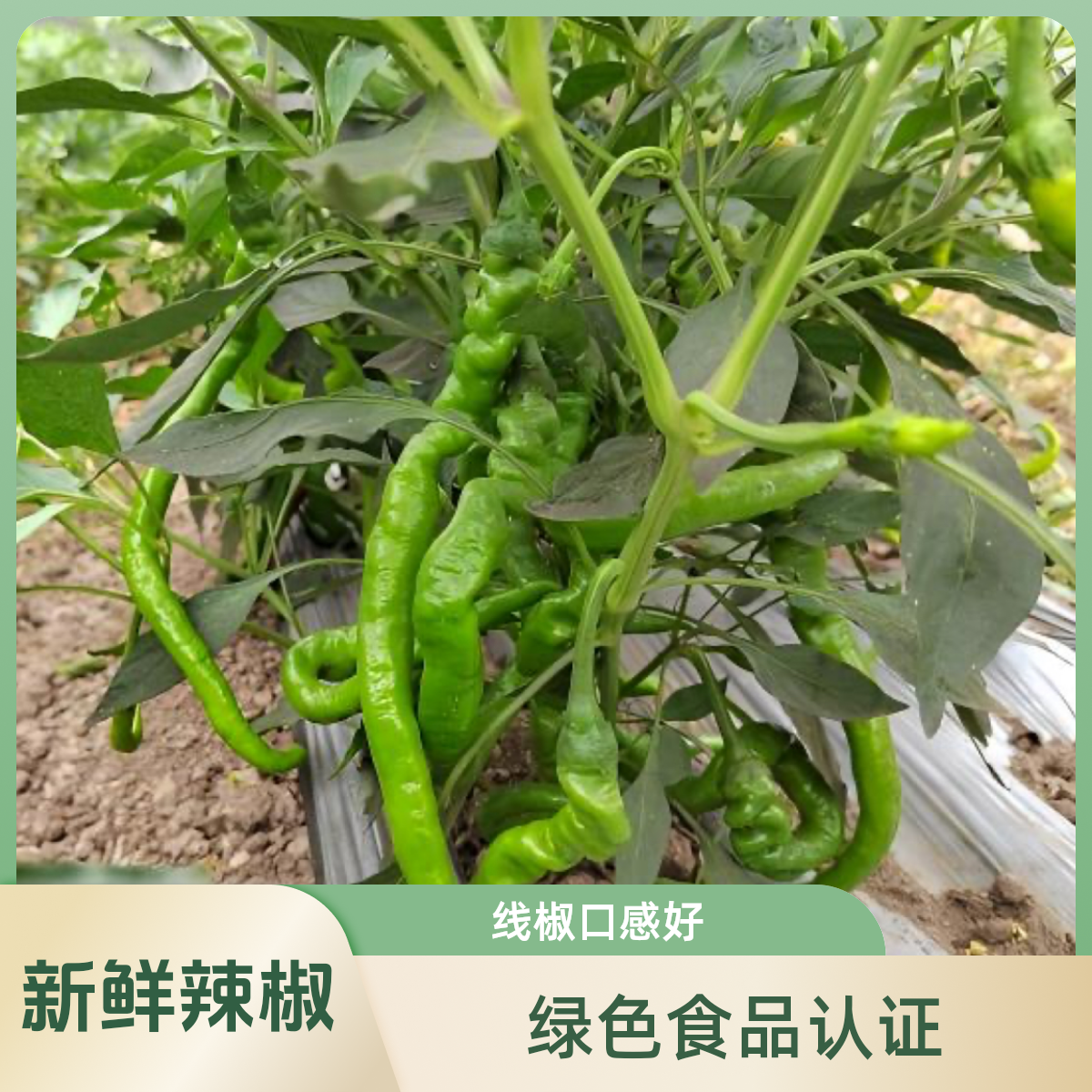 2025年秋季辣椒，究究青辣椒，皮薄籽少肉软，香辣可口！