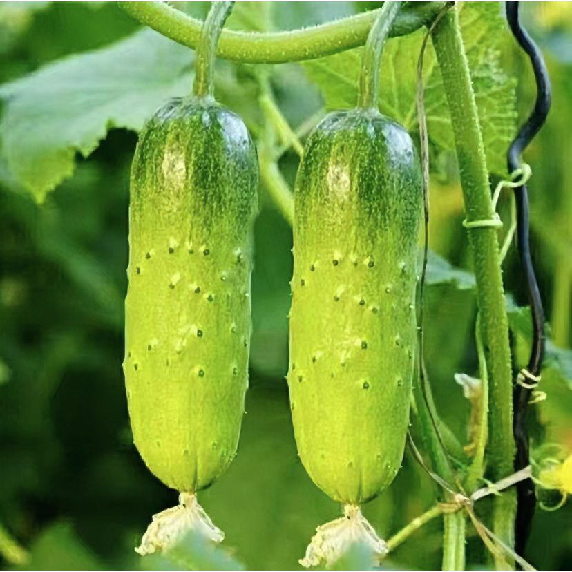 水果黄瓜种子四季种植可搭架可地爬高产好吃优质蔬菜种子【拍2发3】