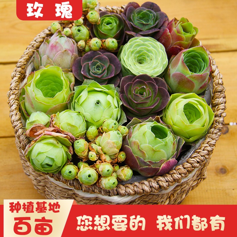 沐绿歌山地玫瑰耶罗鸡蛋盖瑞米尔水蜜桃翡翠球多肉小盆栽花卉包邮
