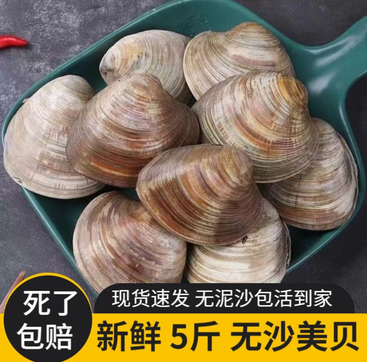 连云港 大蛤蜊 鲜活美贝 无沙贝类新鲜5斤/10斤