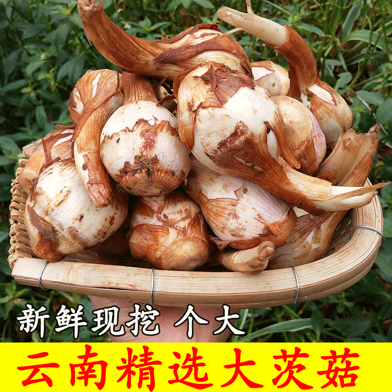 云南新鲜茨菇大号白茨菇水培慈姑当季时令蔬菜现挖新鲜马蹄茨菰