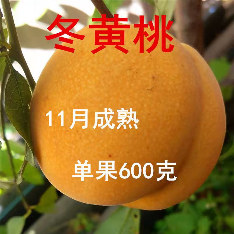 晚熟冬黄桃树苗嫁接锦绣黄桃树苗离核脆甜盆栽地栽南北方四季种植