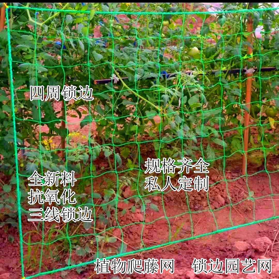 植物爬藤网黄瓜丝瓜爬藤网爬藤网瓜蒌百香果攀爬网搭架网爬藤网