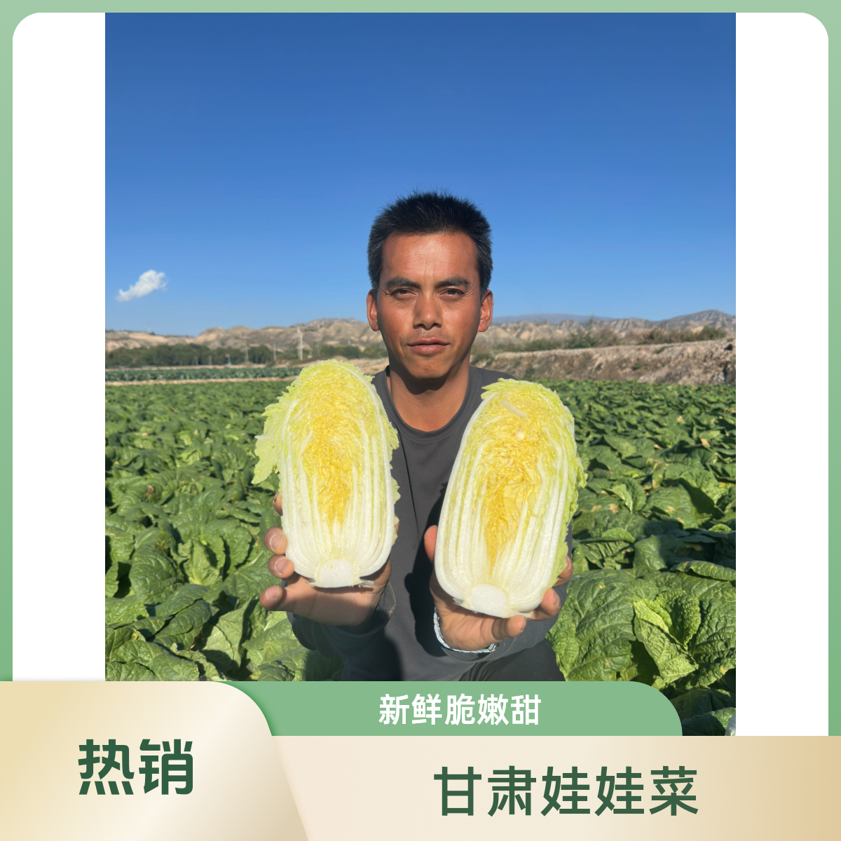 甘肃定西临洮精品高原黄心娃娃菜新鲜农家甜脆鲜嫩水嫩自种种植