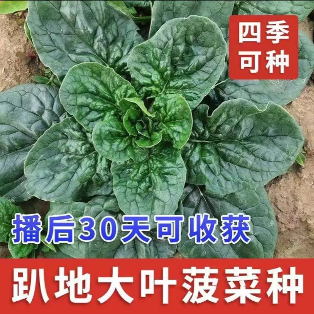 正品地趴菠菜种籽秋冬季耐寒蔬菜种子红根爬地菠菜种孓阳台盆栽