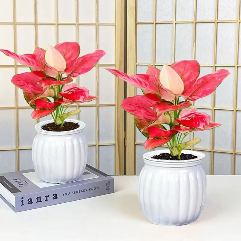 吉利如意皇后盆栽办公室万年绿植桌面养活室内净化空气花卉植物