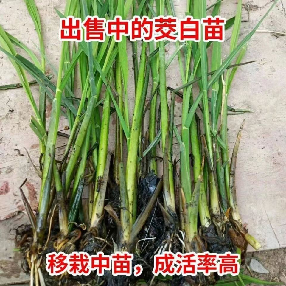 四季茭瓜茭白苗种新鲜高笋现挖特早熟双季茭白老蹲苗蔬菜优质秧苗