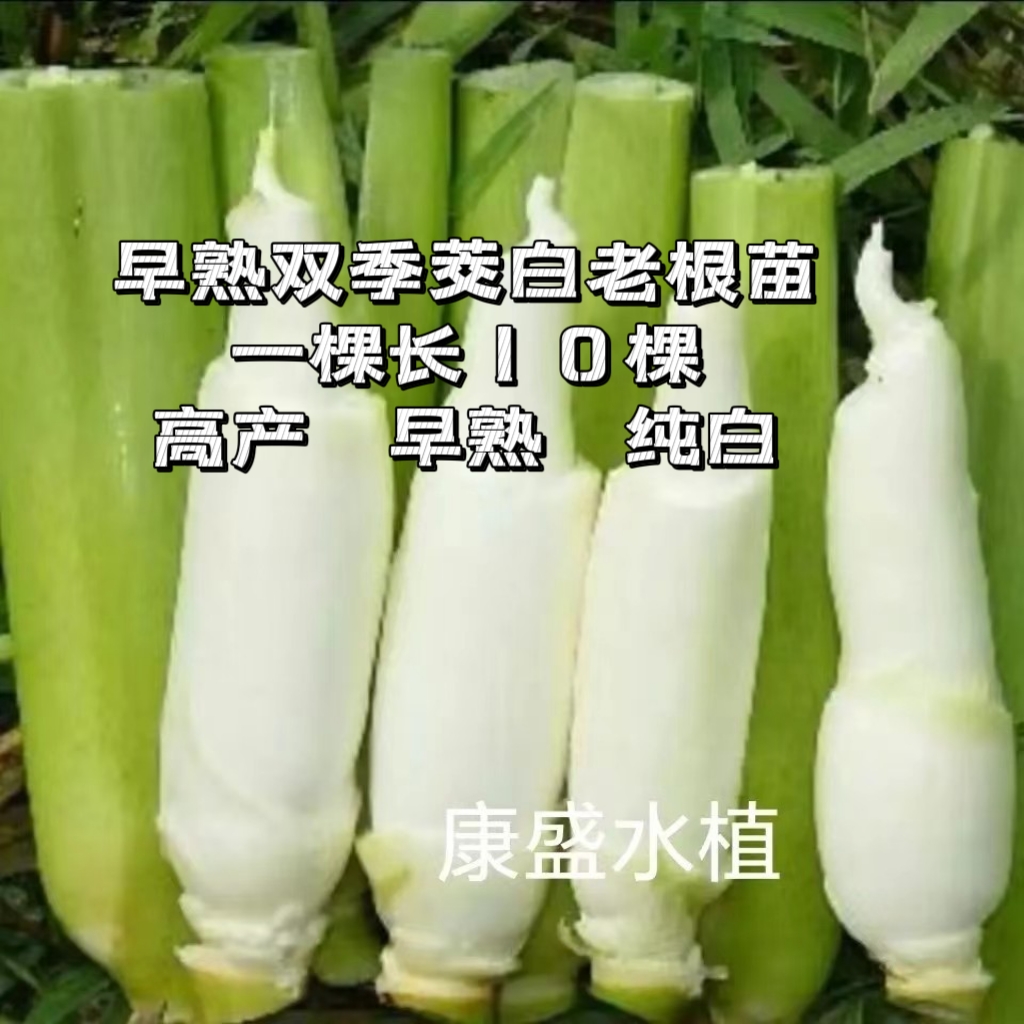 现挖特早熟双季茭白苗种四季高笋种苗交白苗高瓜苗老蹲苗纯白无黑