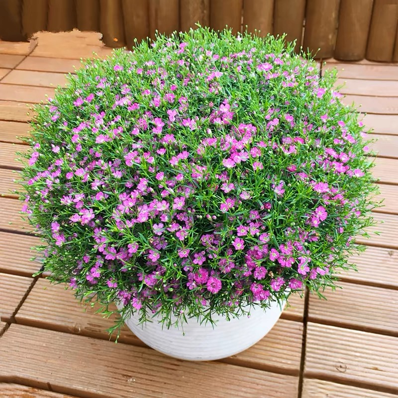 耐寒满天星种子四季开花多年生易爆盆室内外阳台盆栽植物花种籽孑