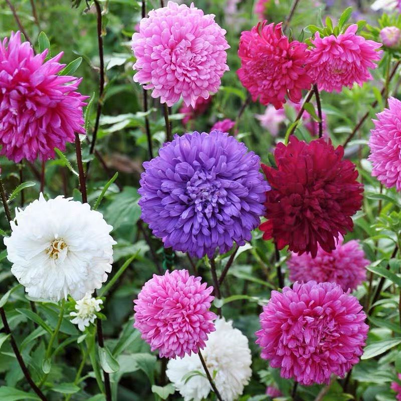 翠菊种子大花种籽庭院易活花四季种孑开花室外花种子翠菊花籽春季