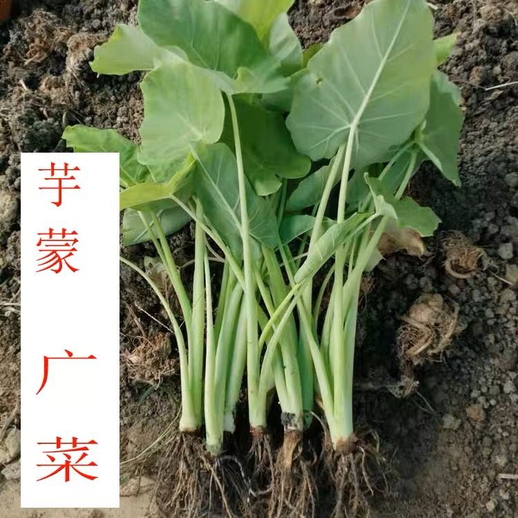 【广菜小苗】现挖芋荷苗 芋禾苗 白芋荷 芋蒙苗 白广荷 绿植盆景