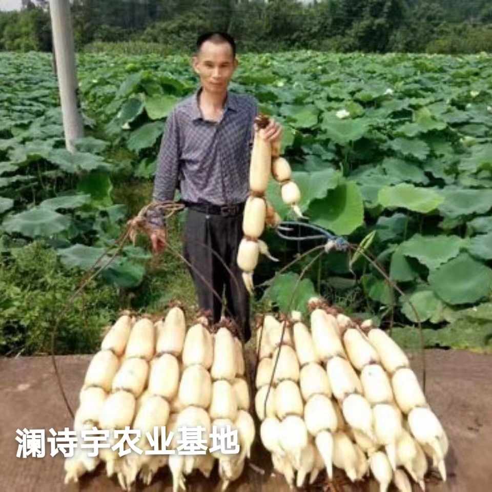 高产食用莲藕苗粉藕苗浅水藕苗藕芽大型盆栽观赏荷花苗深水水果藕