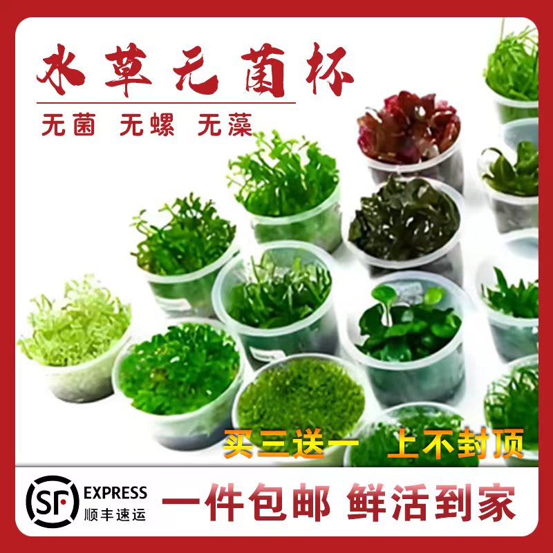 鱼缸水草植物造景无菌杯水草新手入门迷你牛毛日本珍珠净化水增氧
