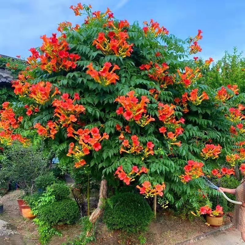 凌霄花苗凌霄花树苗庭院爬藤植物凌霄苗老桩大盆栽绿化攀爬
