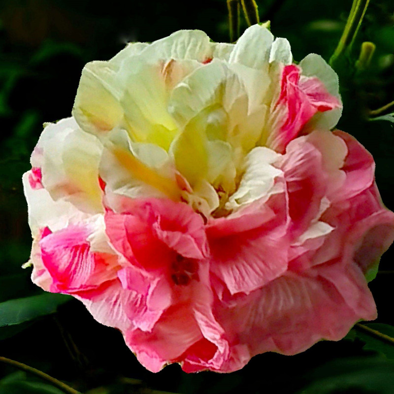 重瓣木芙蓉 三醉芙蓉花 一日三变色 秋天开花