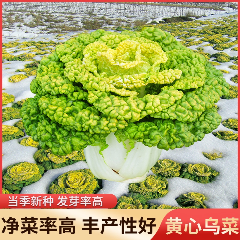 金满地黄心乌乌塌菜种子 农田耐寒蔬菜高产纤维少菊花心易种种子