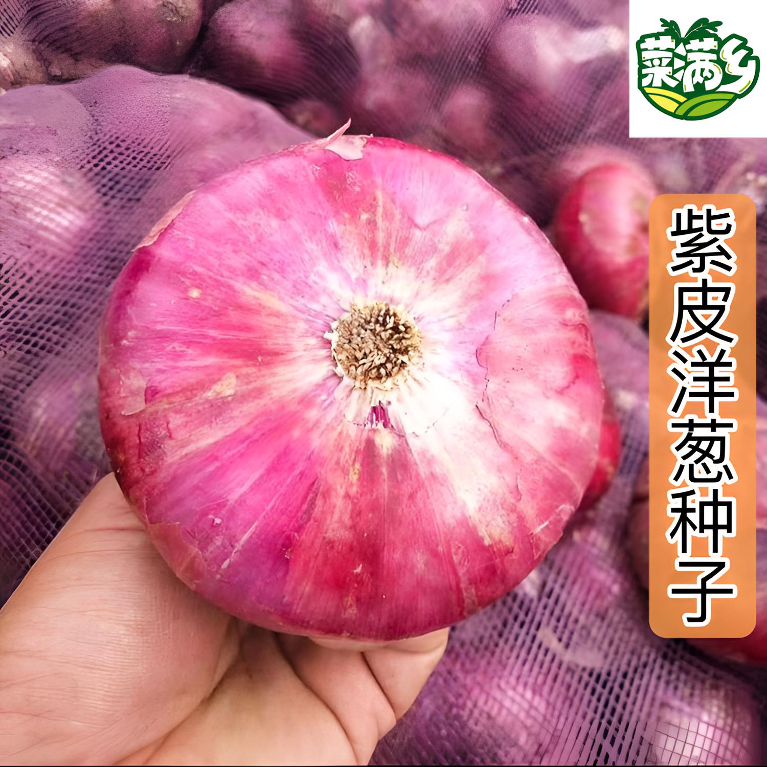 【紫皮黄皮洋葱种子】正品对版洋葱种子种植品质发芽生长北方收获
