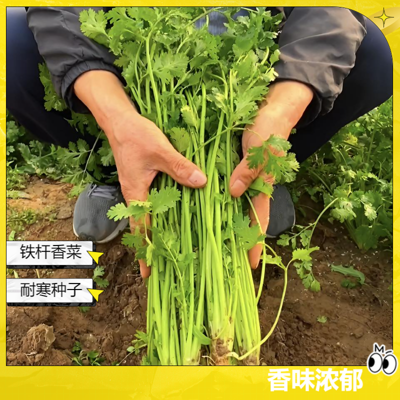 【铁杆香菜种子蔬菜种子蔬菜】小炒肉香菜皇帝菜木耳菜种子耐寒香菜