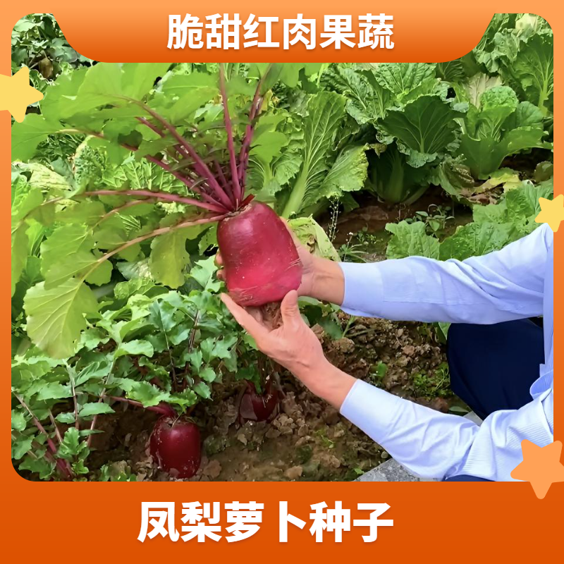 【凤梨萝卜种子】脆甜红皮红肉水果红萝卜种子简单蔬菜