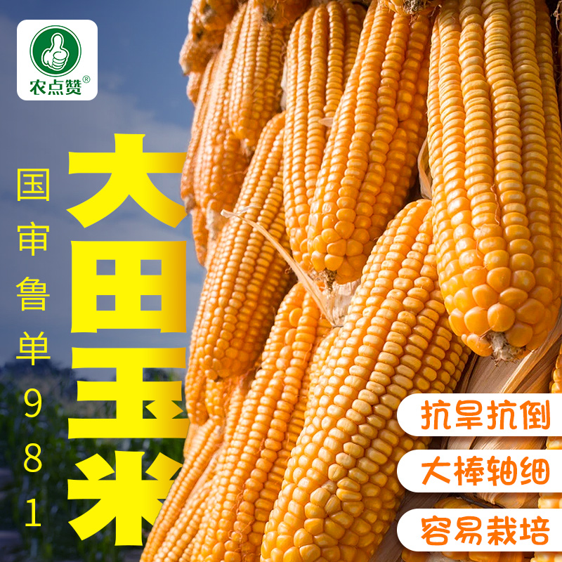 国审鲁单981 矮杆玉米高产玉米种子大田春夏播白轴杂交玉米种子