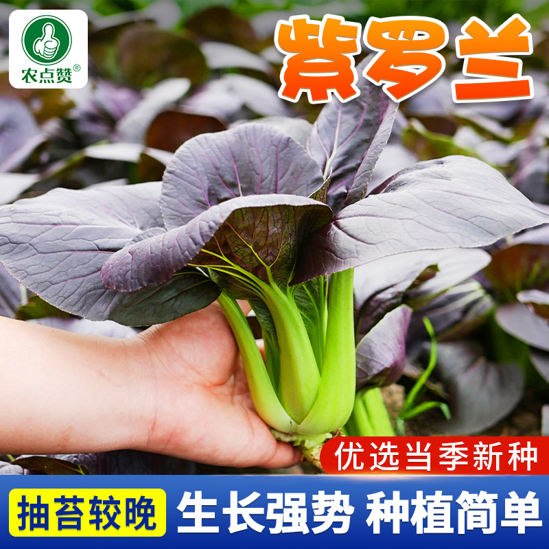 紫油菜种子小青菜种籽上海青鸡毛菜菜籽阳台小院四季种植盆栽蔬菜