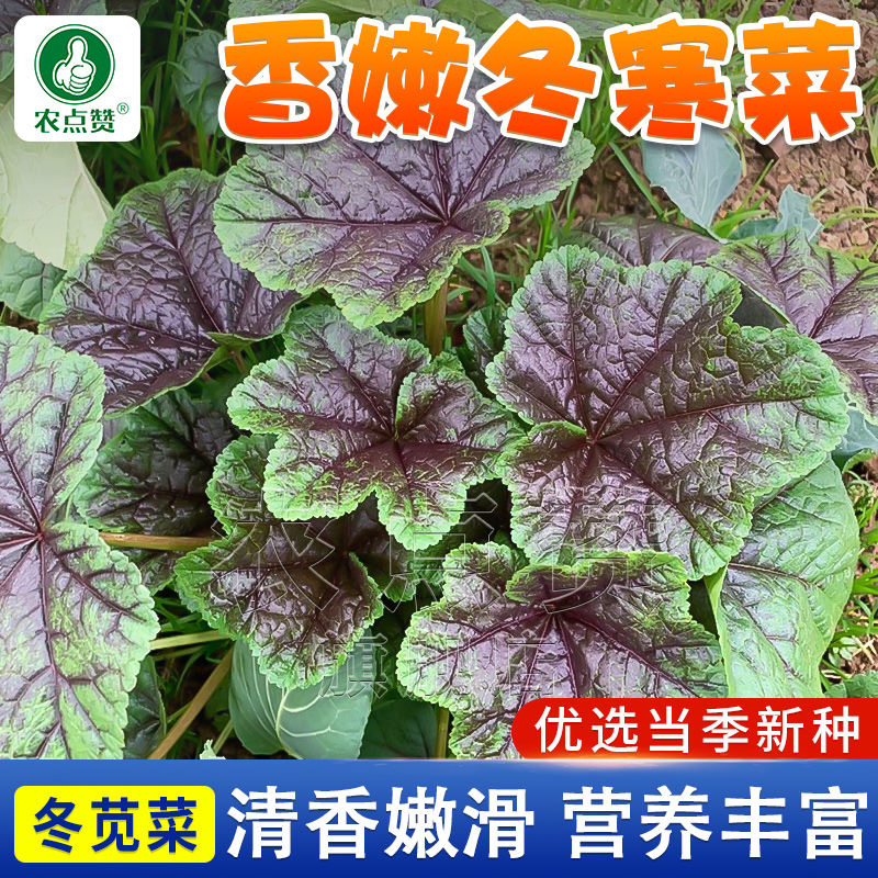冬寒菜种子 糯米冬寒菜冬苋菜秋冬季抗寒四季阳台盆栽农家蔬菜