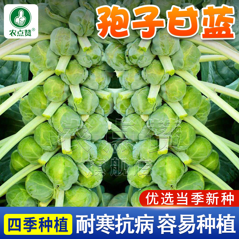 孢子甘蓝种子春秋季小型芽球包心菜阳台庭院四季播种简单蔬菜种籽