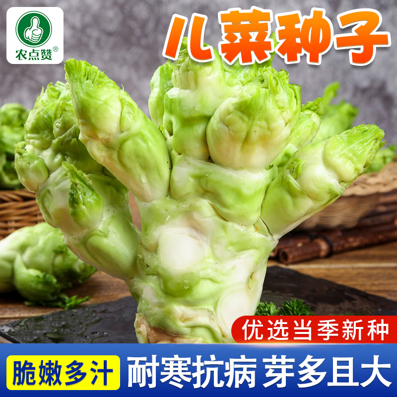 儿菜种子芥菜种籽宝宝菜秋季播泡菜蔬菜种子四川特大儿菜抱儿菜孑
