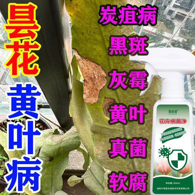 昙花叶子发黄干瘪专用营养液花卉盆栽叶子黄褐色斑点白粉炭疽肥料